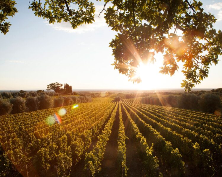 Frescobaldi 六道菜品酒晚宴